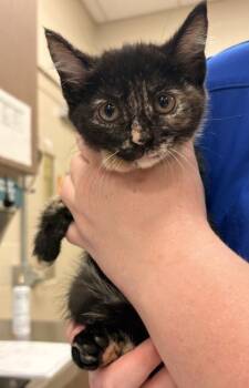 Juniper -  Domestic Short Hair Cat for Adoption in Fishers, Indiana - Juniper | PetCurious