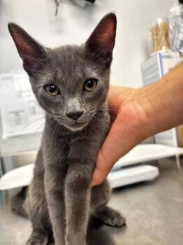 christopher -  Domestic Short Hair Cat for Adoption in West Chester, Pennsylvania - Christopher | PetCurious