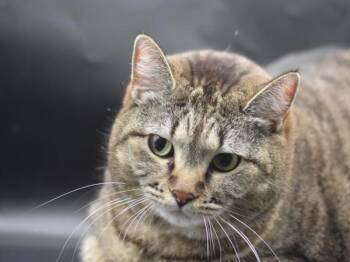 Bella -  Domestic Short Hair Cat for Adoption in Portland, Oregon - Bella | PetCurious