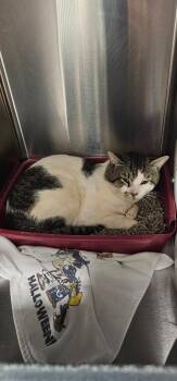 Ray -  Domestic Short Hair Cat for Adoption in Athens, Tennessee - Ray | PetCurious