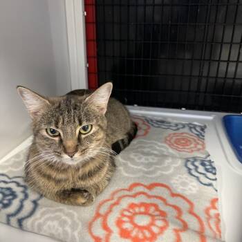 Rescue Domestic Short Hair Cats for Adoption in Ruckersville, Virginia - Walmart | PetCurious