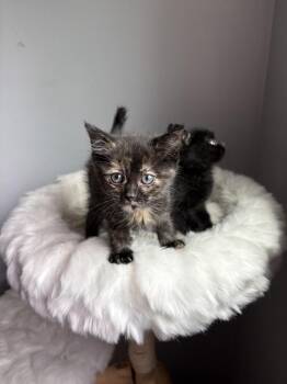 Tina Belcher -  Domestic Short Hair Cat for Adoption in Ferndale, Michigan - Tina Belcher | PetCurious