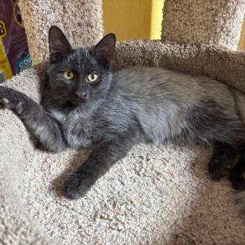 Rescue Domestic Medium Hair Cats for Adoption in Fort Lauderdale, Florida - Kieran | PetCurious