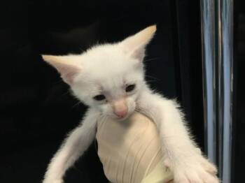 A1919386 -  Domestic Short Hair Cat for Adoption in Thousand Palms, California - A1919386 | PetCurious