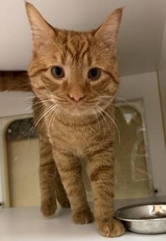 Domestic Short Hair Cats Available for Adoption in Salisbury, Maryland - Queso | PetCurious