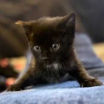 N -Tuk Tuk -  Domestic Medium Hair Cat for Adoption in Arizona City, Arizona - N -Tuk Tuk | PetCurious