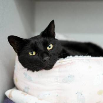 Ace -  Domestic Short Hair Cat Available for Adoption in Atlanta, Georgia - Ace | PetCurious