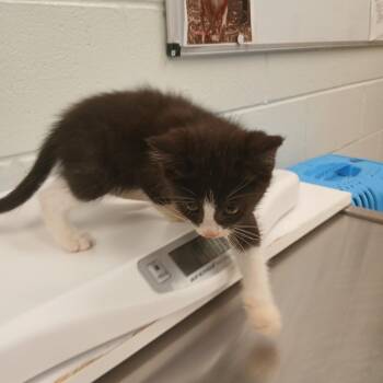 Gotti -  Domestic Short Hair Cat for Adoption in Chattanooga, Tennessee - Gotti | PetCurious