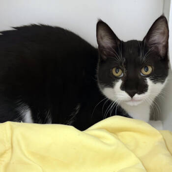 Rescue Domestic Short Hair Cats for Adoption in Voorhees Township, New Jersey - Zoltan | PetCurious
