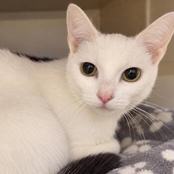 Kitty Purry -  Domestic Short Hair Cat for Adoption in Gloucester, Virginia - Kitty Purry | PetCurious