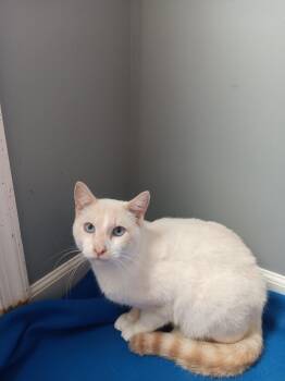Oscar -  Siamese Cat for Adoption in North East, Maryland - Oscar | PetCurious