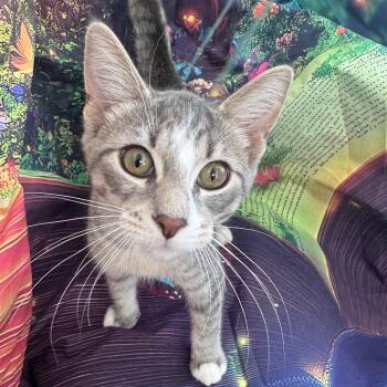 Sharon Woodbury 56605 -  Domestic Short Hair Cat for Adoption in Eaton Rapids, Michigan - Sharon Woodbury 56605 | PetCurious