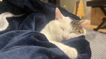 Domestic Short Hair Cats Available for Adoption - Ozzy | PetCurious