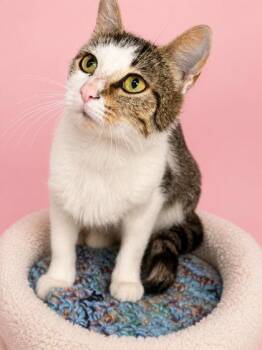 Domestic Short Hair Cats Available for Adoption in Bowling Green, Kentucky - Beans | PetCurious