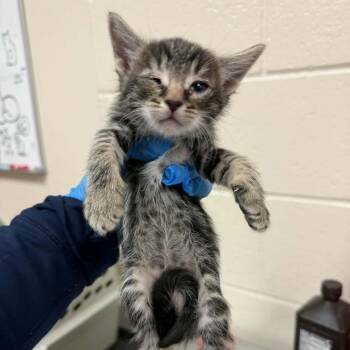 Heart -  Domestic Short Hair Cat for Adoption in Reno, Nevada - Heart | PetCurious
