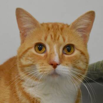 Fabio -  Domestic Short Hair Cat for Adoption in Auburn, Nebraska - Fabio | PetCurious