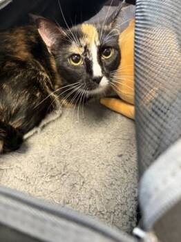 Rescue Domestic Short Hair Cats for Adoption in Morristown, New Jersey - Suzy | PetCurious
