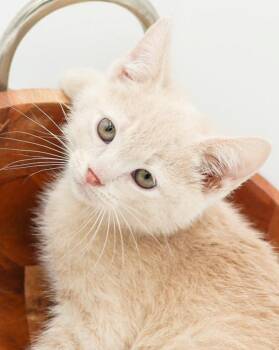 Luca Kingston is a baby LOVER -  Tabby and Maine Coon Cat for Adoption in Bedford Hills, New York - Luca Kingston Is A Baby LOVER | PetCurious