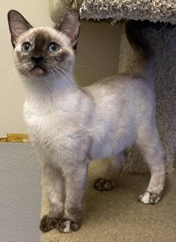 Wonton -  Siamese Cat for Adoption in Los Angeles, California - Wonton | PetCurious