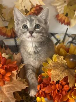 Rescue Domestic Short Hair Cats for Adoption in Stillwater, Oklahoma - 8/20/25 - Sylvie | PetCurious