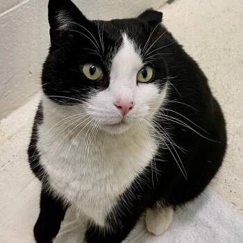 Domestic Short Hair Cats Available for Adoption - Squirrel | PetCurious