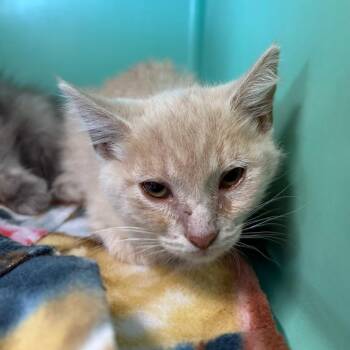 Thunder -  Domestic Short Hair Cat for Adoption in Spanish Fork, Utah - Thunder | PetCurious