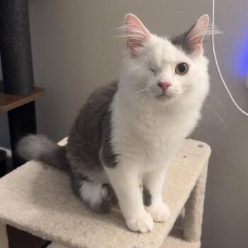 Davy Jones -  Domestic Long Hair Cat for Adoption in Charlotte, North Carolina - Davy Jones | PetCurious