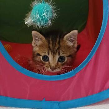 Kayeo (nka Luna) -  Domestic Medium Hair Cat for Adoption in Valdosta, Georgia - Kayeo (nka Luna) | PetCurious