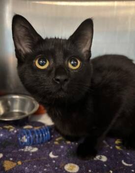 Violet - I AM AT PetSmart Framingham -  Domestic Short Hair Cat for Adoption in East Brookfield, Massachusetts - Violet - I AM AT PetSmart Framingham | PetCurious