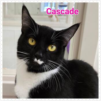 Rescue Domestic Short Hair Cats for Adoption in North Saint Paul, Minnesota - Cascade | PetCurious