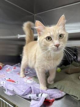 Pumpkin Guts ASMR -  Domestic Medium Hair Cat for Adoption in Kansas City, Missouri - Pumpkin Guts ASMR | PetCurious