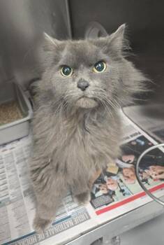 Domestic Long Hair and Domestic Short Hair Cats Available for Adoption in Montreal, Quebec - Gargamel | PetCurious