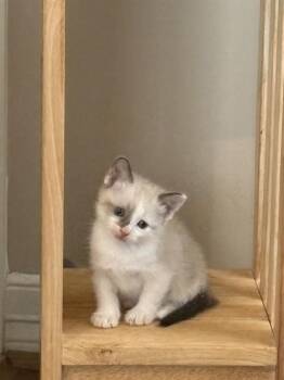 Domestic Short Hair Cats Available for Adoption in Sugar Land, Texas - CAVIAR | PetCurious