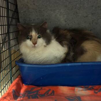 Adams Lane -  Domestic Long Hair Cat for Adoption in York, Pennsylvania - Adams Lane | PetCurious