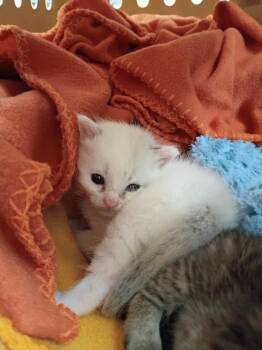 Mayonnaise -  Domestic Short Hair Cat for Adoption in Hamilton, Ohio - Mayonnaise | PetCurious