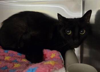 Rose -  Domestic Short Hair Cat for Adoption in Vancouver, Washington - Rose | PetCurious