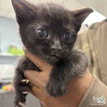 Domestic Short Hair Cats Available for Adoption - Club | PetCurious