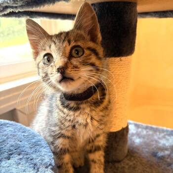 Blake -  Domestic Short Hair Cat for Adoption in Brownsboro, Alabama - Blake | PetCurious