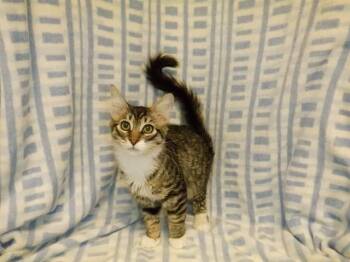 WHISKERS -  Domestic Short Hair Cat for Adoption in San Jose, California - WHISKERS | PetCurious