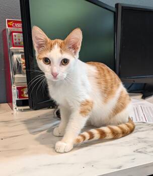 Amos -  Domestic Short Hair Cat for Adoption in Oviedo, Florida - Amos | PetCurious
