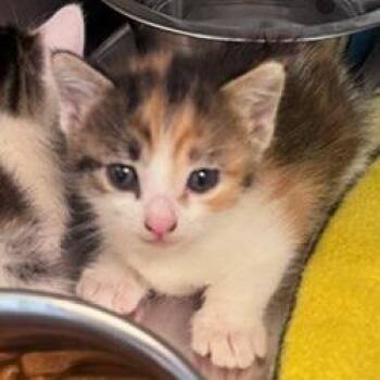 Cozy -  Domestic Short Hair Cat for Adoption in Norman, Oklahoma - Cozy | PetCurious