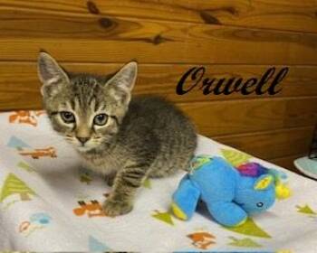 Orwell -  Tabby Cat Available for Adoption in Southern Pines, North Carolina - Orwell | PetCurious