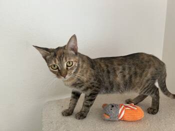 Rescue Domestic Short Hair Cats for Adoption in Tucson, Arizona - Peanut 4 | PetCurious
