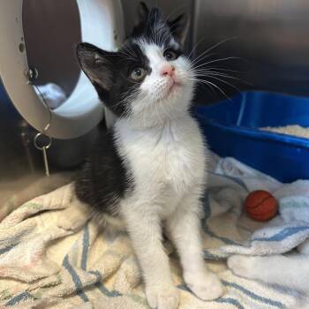 Godzilla -  Domestic Short Hair Cat for Adoption in Bristol, Indiana - Godzilla | PetCurious