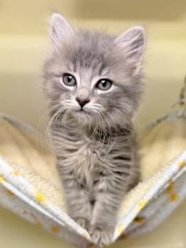 John B -  Domestic Medium Hair Cat for Adoption in Menomonie, Wisconsin - John B | PetCurious