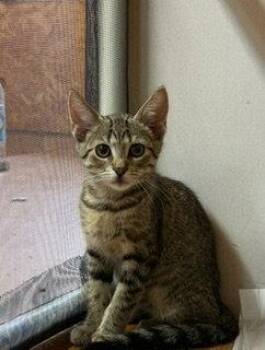 Hangtime -  Domestic Short Hair Cat for Adoption in Lemoyne, Pennsylvania - Hangtime | PetCurious