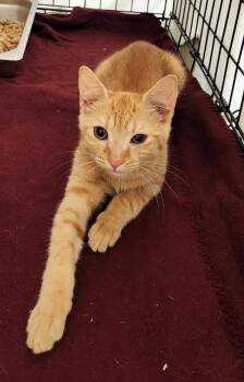 CINNA -  Domestic Short Hair Cat for Adoption in Hagerstown, Maryland - CINNA | PetCurious