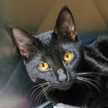 Domestic Short Hair Cats Available for Adoption in Palestine, Texas - Universe Annihilator | PetCurious