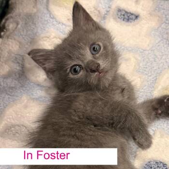 Edith -  Domestic Short Hair Cat for Adoption in Chapel Hill, North Carolina - Edith | PetCurious
