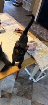 Black Jack -  Domestic Short Hair Cat for Adoption in Lafayette, Colorado - Black Jack | PetCurious